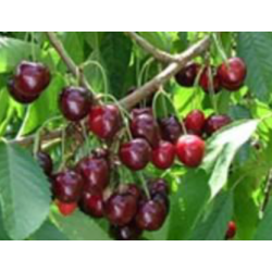 Cerisier Castor, grosse cerise ferme et sucrée | La Hunelle