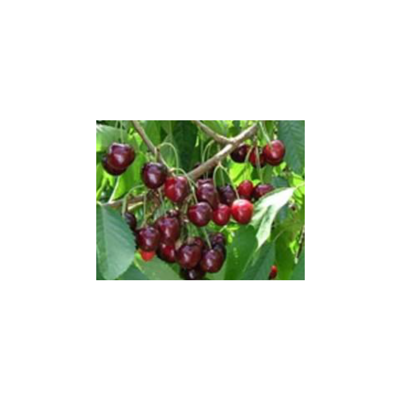 Cerisier Castor, grosse cerise ferme et sucrée | La Hunelle