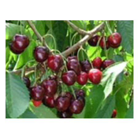 Cerisier Castor, grosse cerise ferme et sucrée | La Hunelle