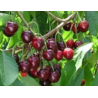 Cerisier Castor, grosse cerise ferme et sucrée | La Hunelle