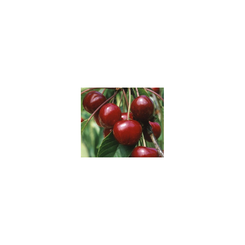 Cerisier Bigarreau Van, grosse cerise ferme et sucrée | La Hunelle