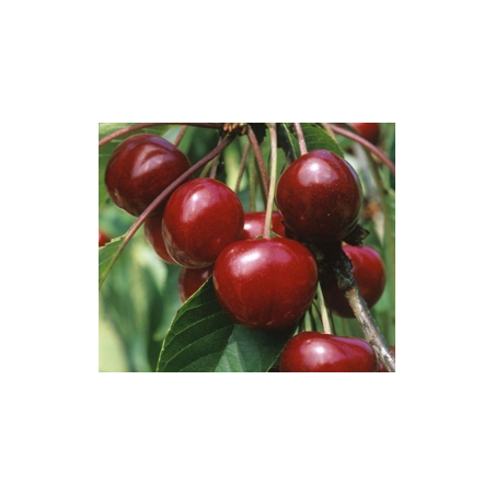 Cerisier Bigarreau Van, grosse cerise ferme et sucrée | La Hunelle