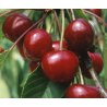 Cerisier Bigarreau Van, grosse cerise ferme et sucrée | La Hunelle