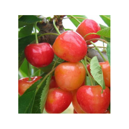 Cerisier Bigarreau Napoléon, cerise bicolore | La Hunelle
