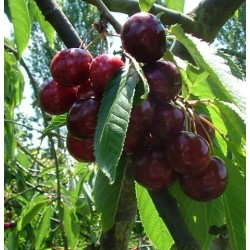 Cerisier Bigarreau Ghijssens, cerise très sucrée | La Hunelle