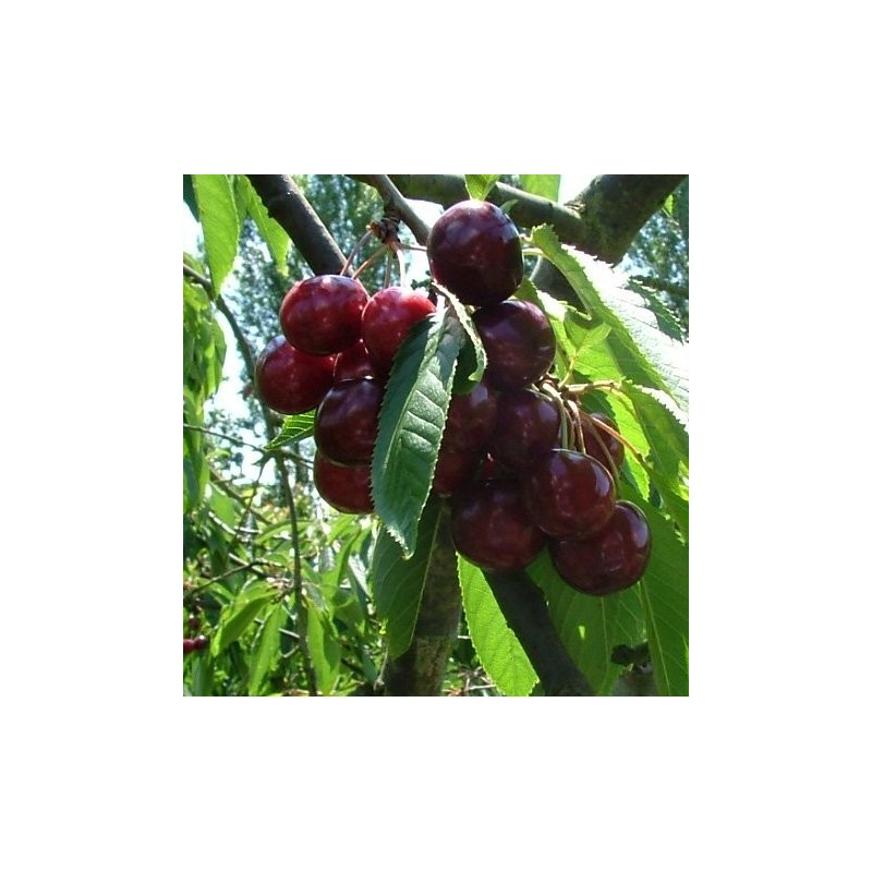 Cerisier Bigarreau Ghijssens, cerise très sucrée | La Hunelle
