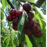 Cerisier Bigarreau Ghijssens, cerise très sucrée | La Hunelle