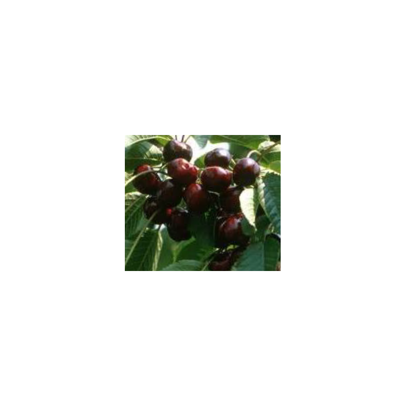 Cerisier Bigarreau Burlat, la cerise précoce de juin | La Hunelle