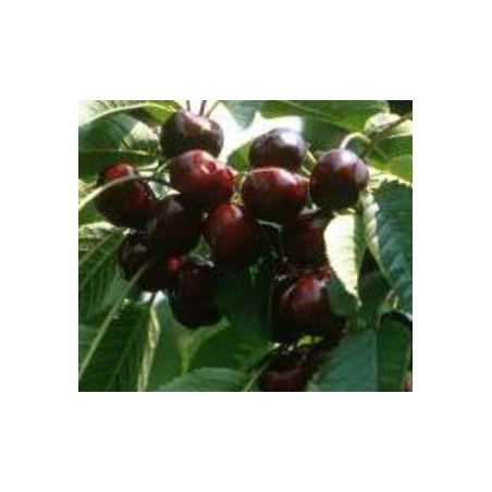 Cerisier Bigarreau Burlat, la cerise précoce de juin | La Hunelle