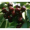 Cerisier Bigarreau Burlat, la cerise précoce de juin | La Hunelle