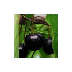 Cerisier Annabella, cerise douce sucrée de juillet | La Hunelle
