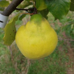 Cognassier Coing du Portugal, gros coing parfumé | La Hunelle