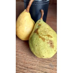 Poirier Ananas de Courtrai, poire d'été précoce | La Hunelle