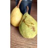 Poirier Ananas de Courtrai, poire d'été précoce | La Hunelle