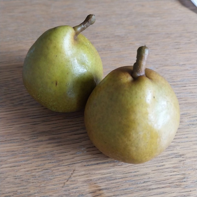 Poirier Beurré Chaboceau (Jefkes peer), poire belge | La Hunelle
