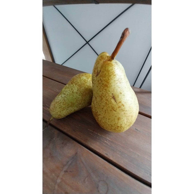Poirier Triomphe de Vienne, grosse poire fondante | La Hunelle