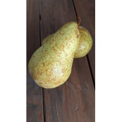 Poirier Triomphe de Vienne, grosse poire fondante | La Hunelle