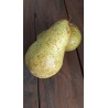 Poirier Triomphe de Vienne, grosse poire fondante | La Hunelle