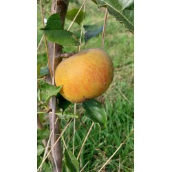 Pommier Belle de Boskoop, table et cuisson | La Hunelle