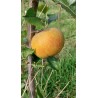 Pommier Belle de Boskoop, table et cuisson | La Hunelle