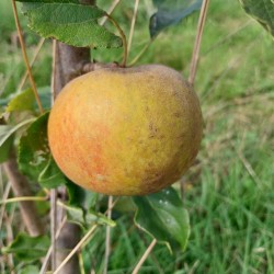 Pommier Belle de Boskoop, table et cuisson | La Hunelle