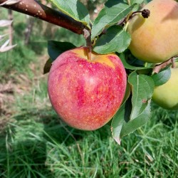 Pommier Coxybelle, obtention belge du CRA-W | La Hunelle