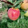 Pommier Coxybelle, obtention belge du CRA-W | La Hunelle