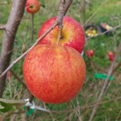 Pommier Jonagold, grosse pomme sucrée-acidulée | La Hunelle