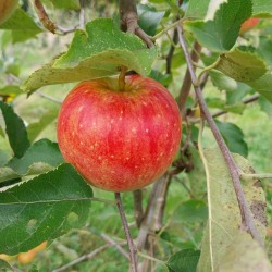 Pommier Jonagold, grosse pomme sucrée-acidulée | La Hunelle