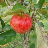 Pommier Jonagold, grosse pomme sucrée-acidulée | La Hunelle