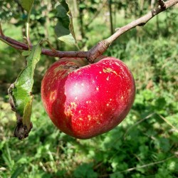 Pommier Melrose, grosse pomme de garde | La Hunelle