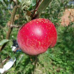 Pommier Melrose, grosse pomme de garde | La Hunelle