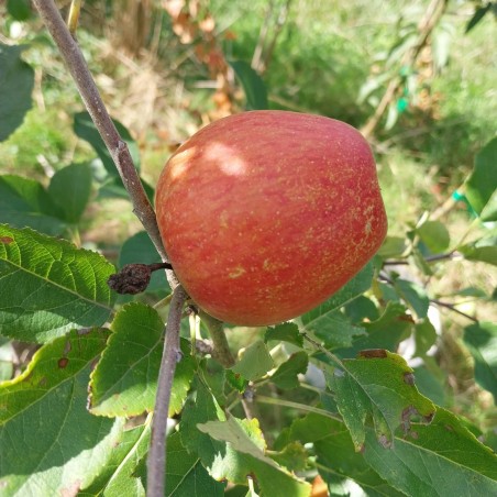 Pommier Winter Banana, pomme jaune de longue garde | La Hunelle