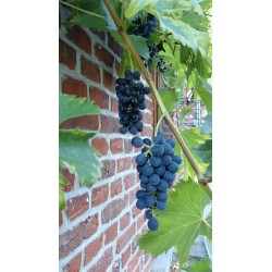 Vigne Muscat bleu, raisin bleu au goût musqué | La Hunelle