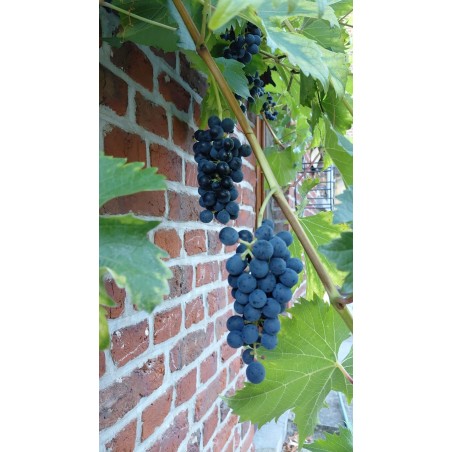 Vigne Muscat bleu, raisin bleu au goût musqué | La Hunelle