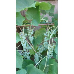 Vigne Romulus, raisin blanc sans pépins et robuste | La Hunelle