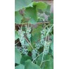 Vigne Romulus, raisin blanc sans pépins et robuste | La Hunelle