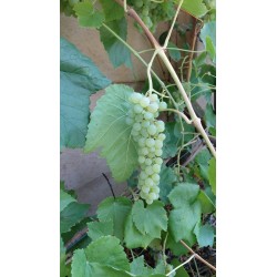 Vigne Romulus, raisin blanc sans pépins et robuste | La Hunelle