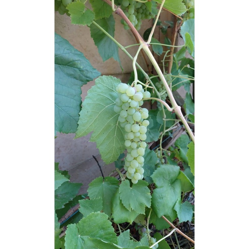 Vigne Romulus, raisin blanc sans pépins et robuste | La Hunelle