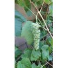 Vigne Romulus, raisin blanc sans pépins et robuste | La Hunelle