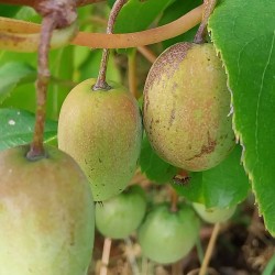 Kiwaï Ananasnaya, petit kiwi sucré à peau lisse | La Hunelle