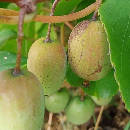 Kiwaï Ananasnaya, petit kiwi sucré à peau lisse | La Hunelle