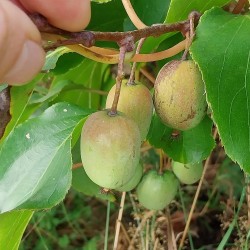 Kiwaï Ananasnaya, petit kiwi sucré à peau lisse | La Hunelle