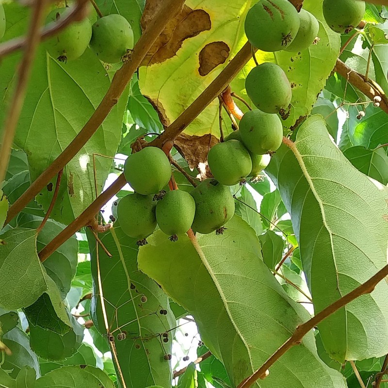 Kiwaï Geneva, petit kiwi à peau lisse très sucré | La Hunelle