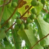 Kiwaï Geneva, petit kiwi à peau lisse très sucré | La Hunelle