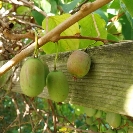 Kiwaï Jumbo, le plus gros fruit de notre gamme | La Hunelle