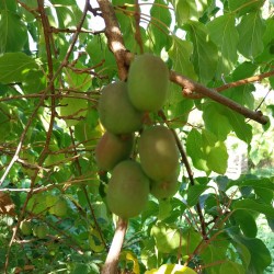 Kiwaï Jumbo, le plus gros fruit de notre gamme | La Hunelle
