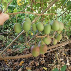 Kiwaï Jumbo, le plus gros fruit de notre gamme | La Hunelle