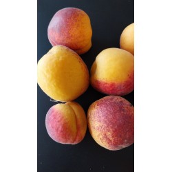 Abricotier Luizet | Ancienne variété française, autofertile