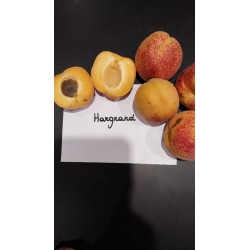 Abricotier Hargrand | Très gros fruits, rustique au froid